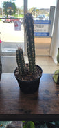 Tooth Pick Cactus