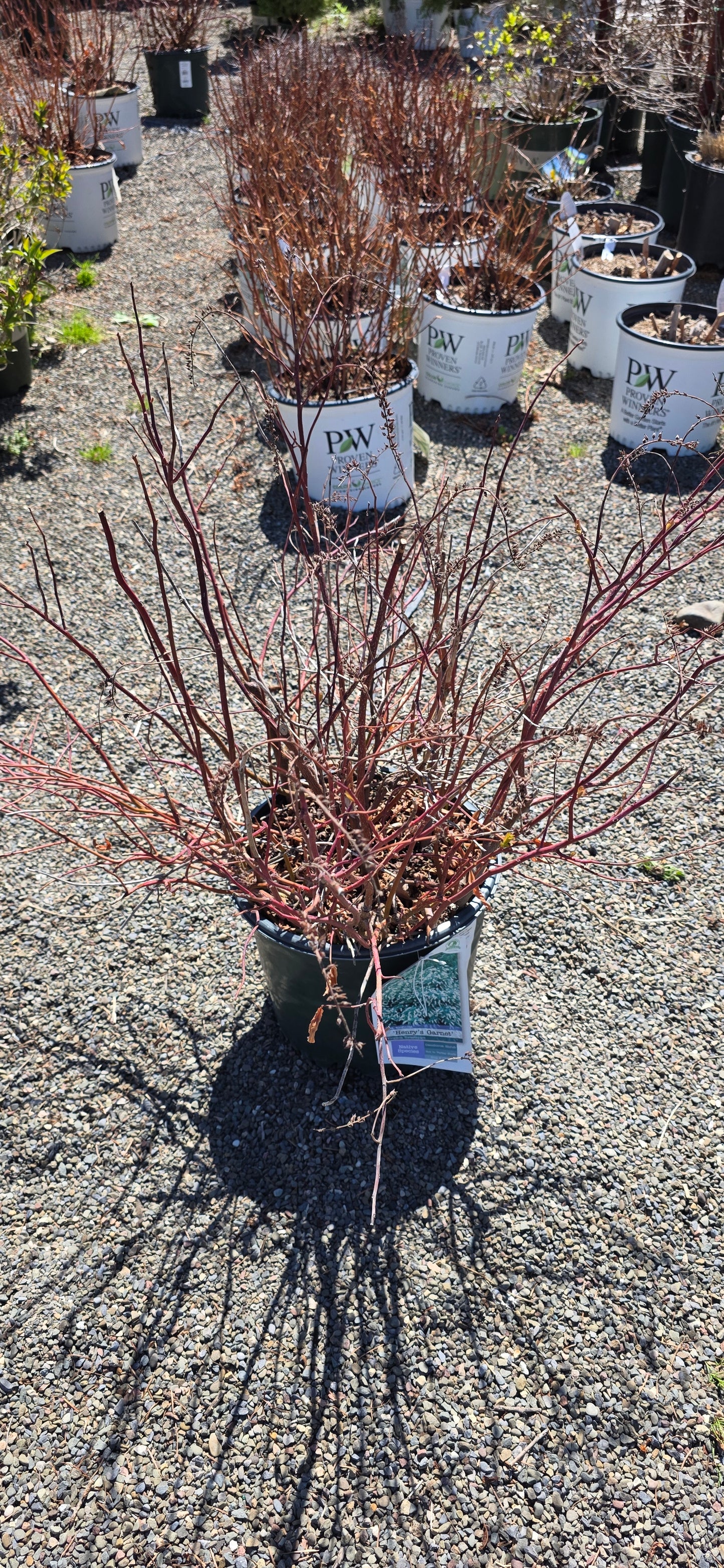 Henry's Garnet Sweetspire
