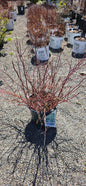 Henry's Garnet Sweetspire