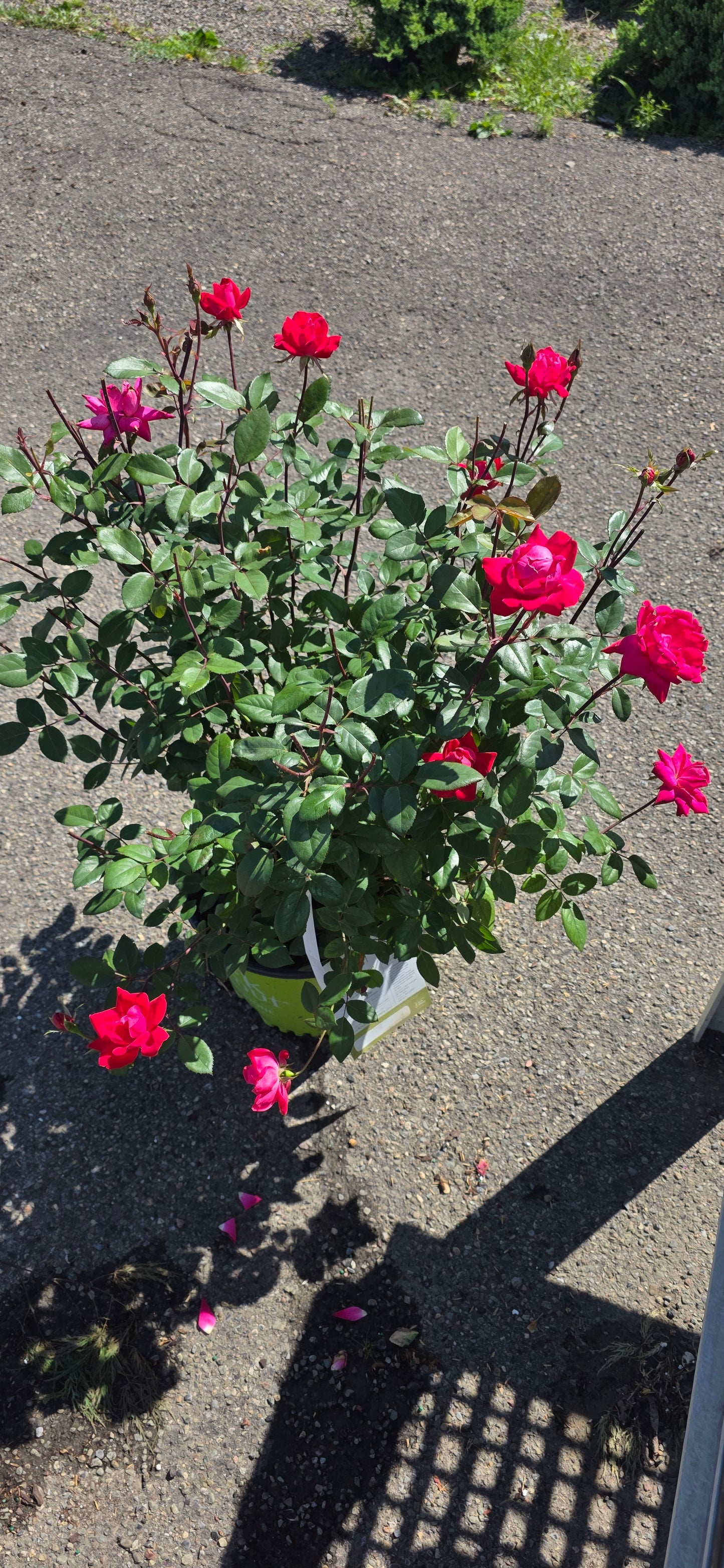 Rose 'Double Knock Out'