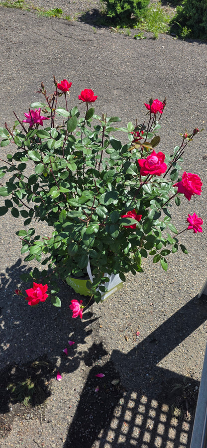 Rose 'Double Knock Out'
