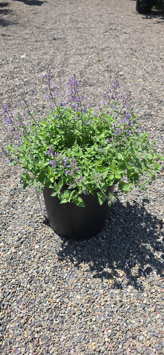 Catmint 'Junior Walker'
