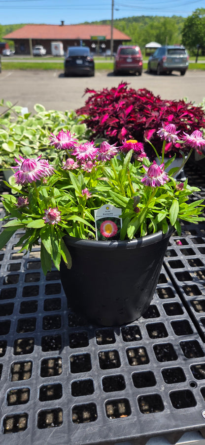 Annual Pots