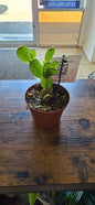 Spring Cactus