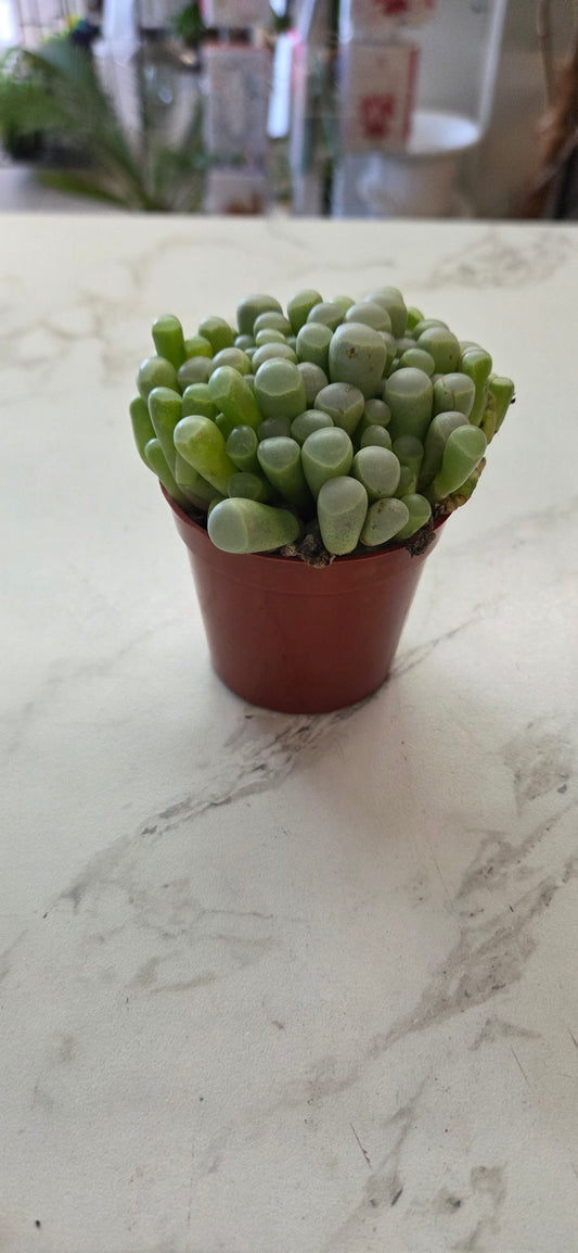 Baby Toes Succulent