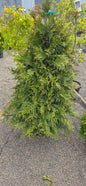 Arborvitae 'Green Giant'