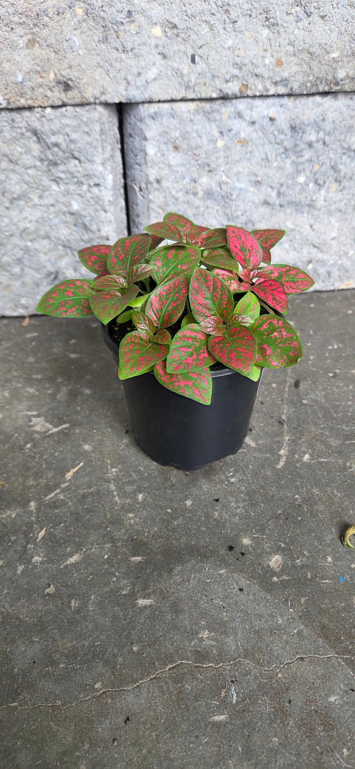 Polka Dot Plant 'Splash Red'