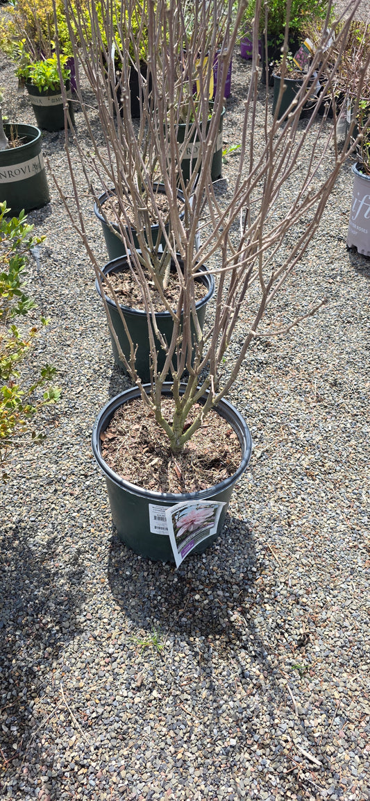 Rose Of Sharon 'Lady Bug'