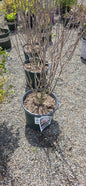 Rose Of Sharon 'Lady Bug'