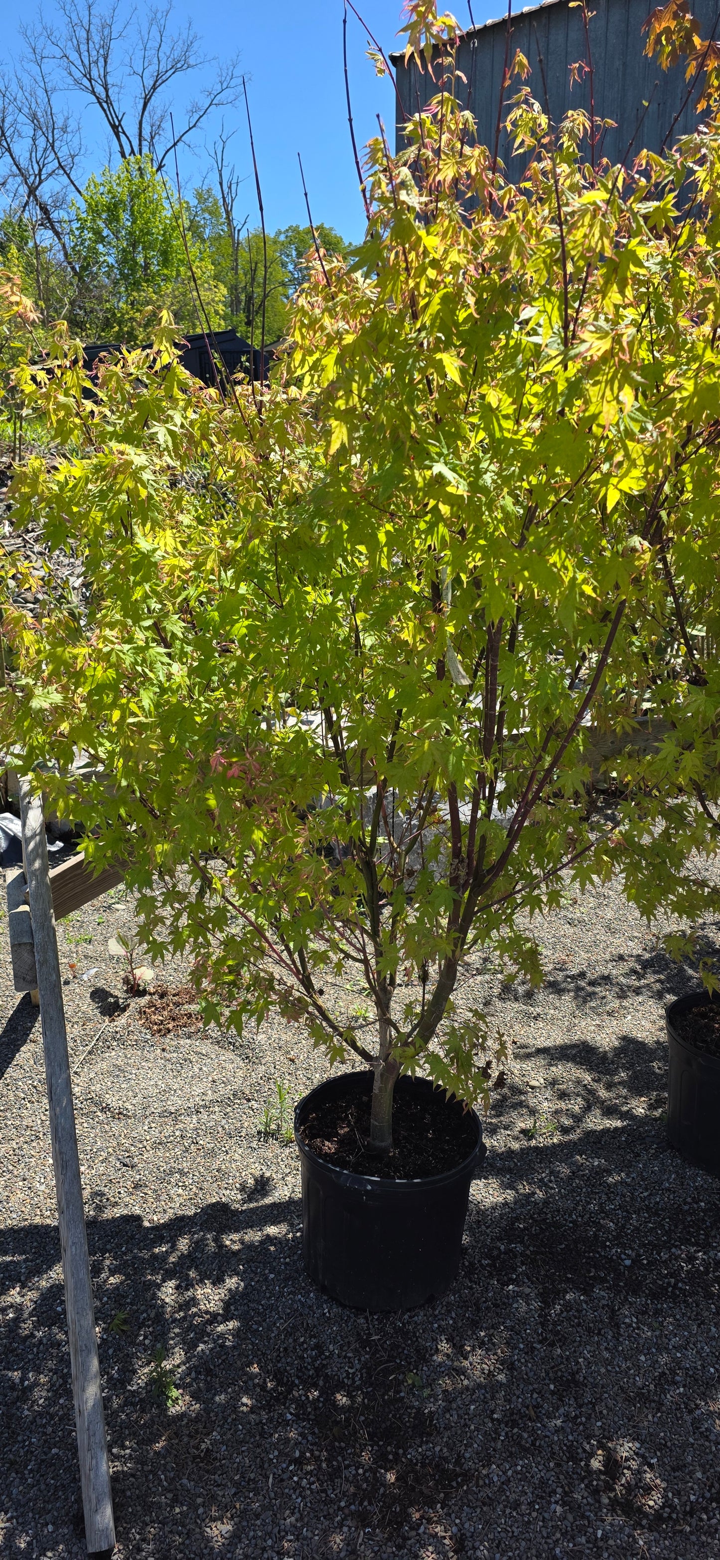 Japanese Maple 'Orido Nishiki'
