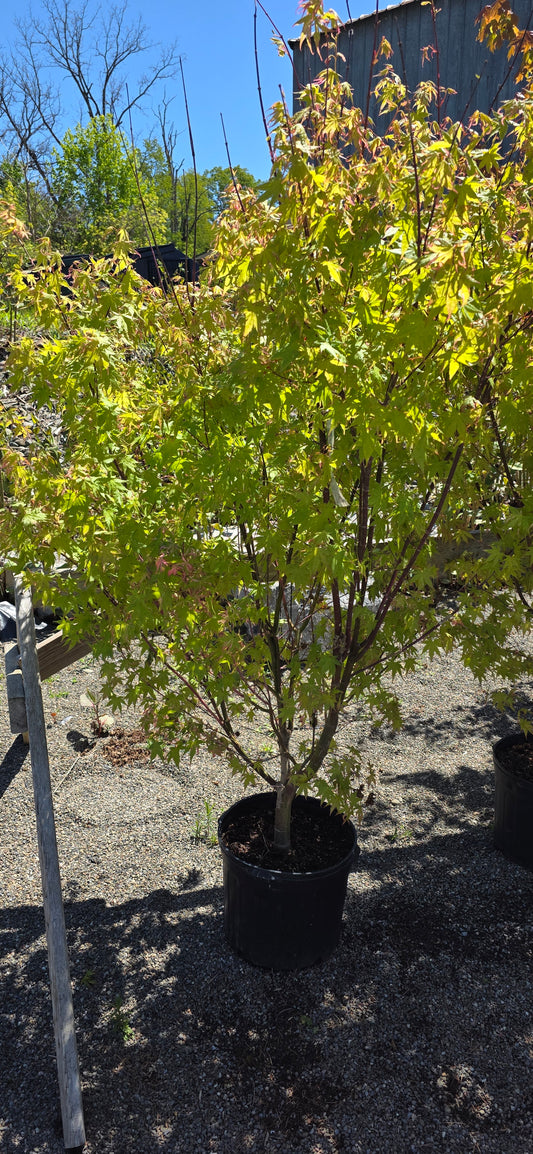 Japanese Maple 'Orido Nishiki'