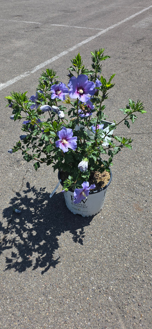 Rose of Sharon 'Blue Satin'