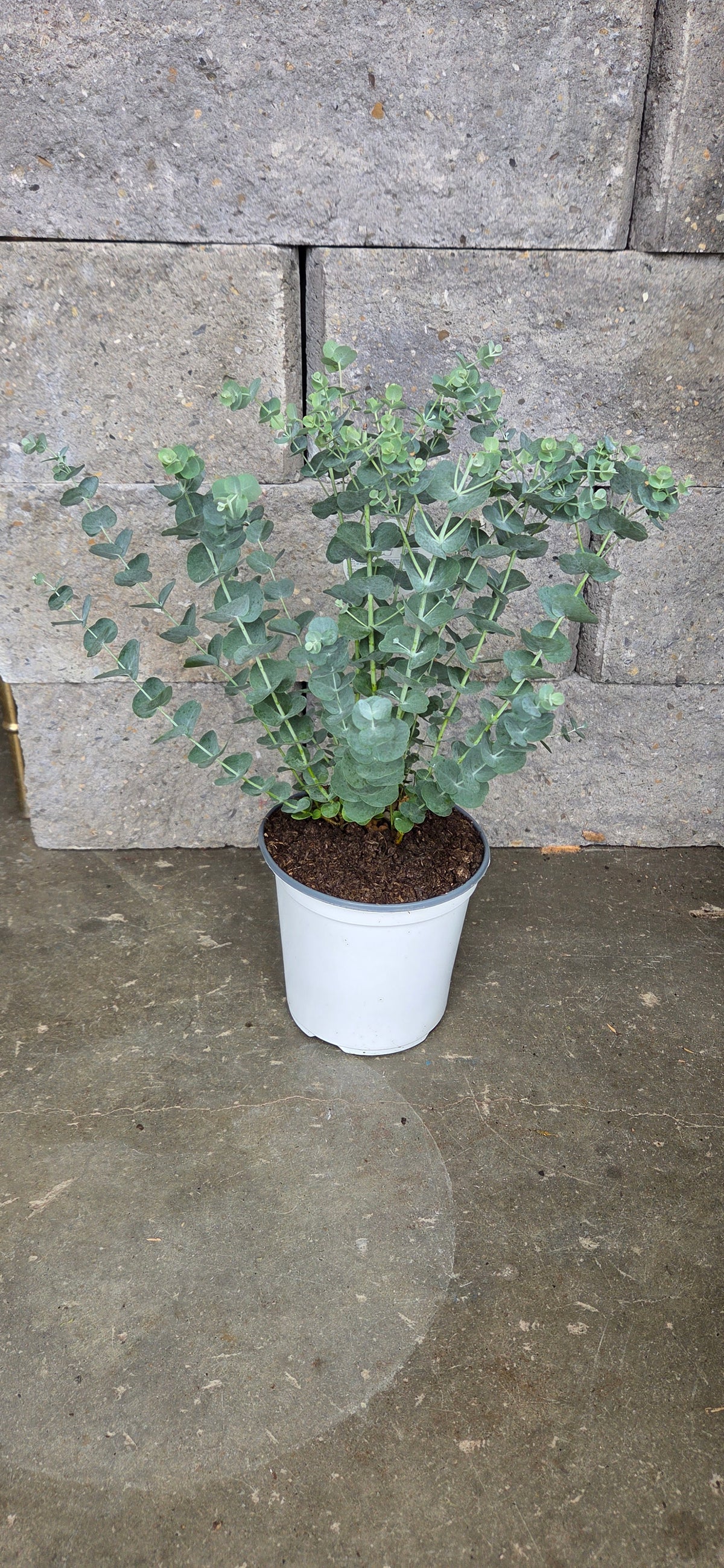 Eucalyptus 'Glacier"