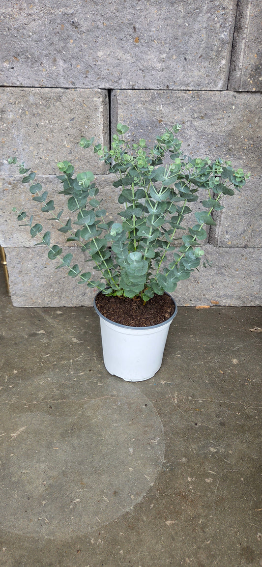 Eucalyptus 'Glacier"