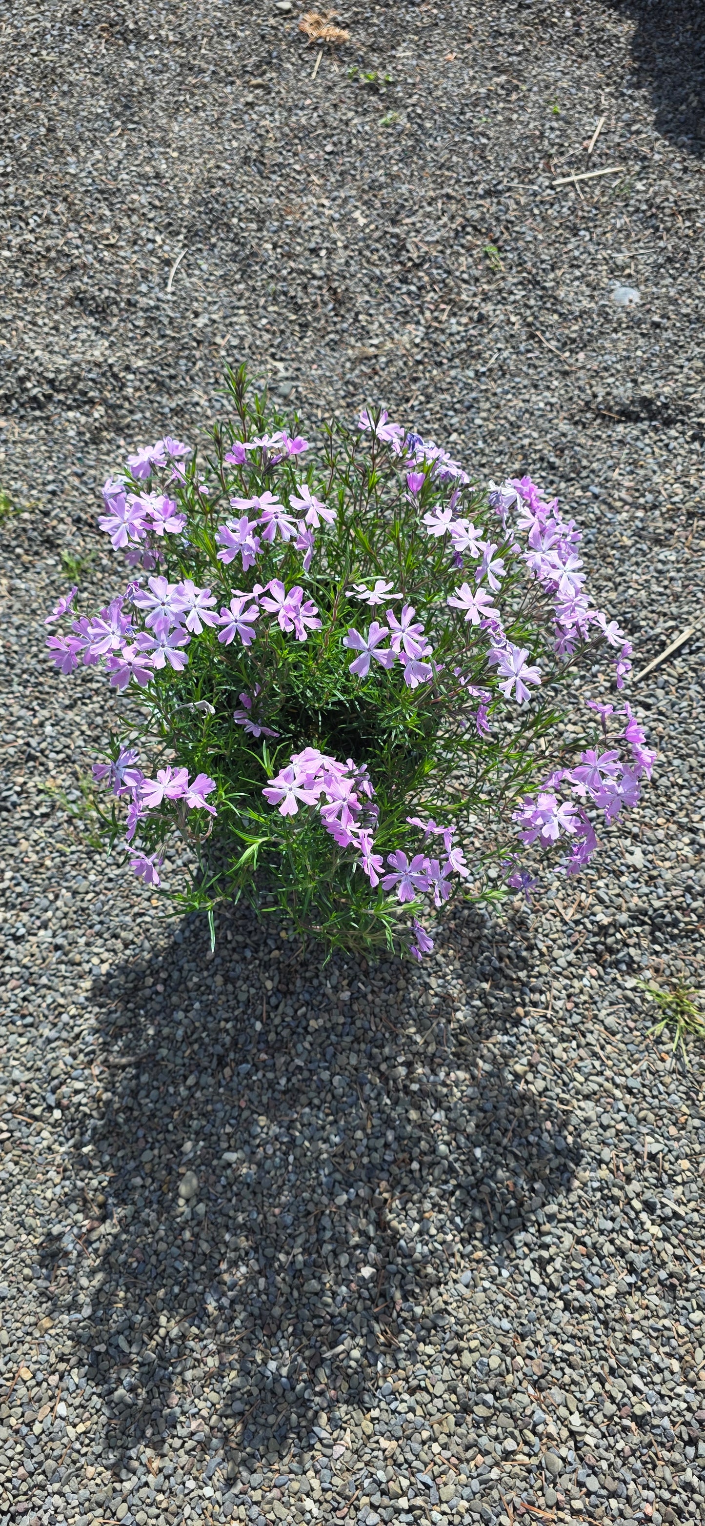 Phlox Spring Bling 'Pink Sparkles