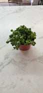 String Of Pearls