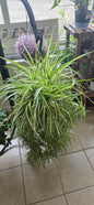 Variegated Spider Plant