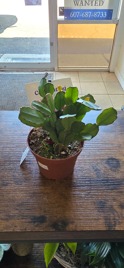 Spring Cactus