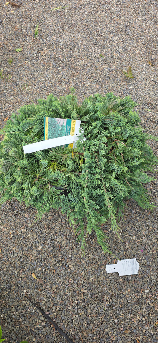 Juniper 'Blue Rug'