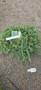 Juniper 'Blue Rug'
