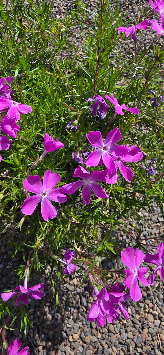 Phlox Spring Bling 'Rose Quartz'