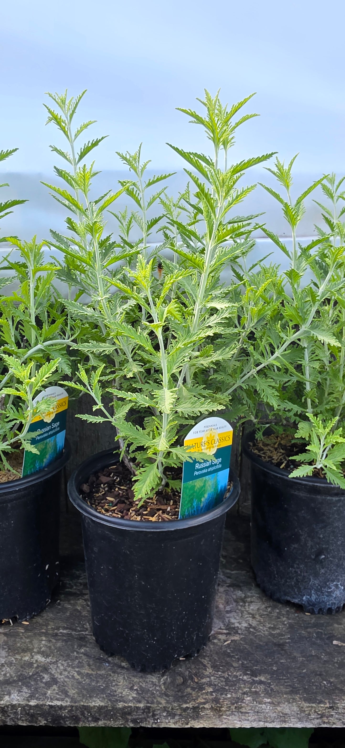 Russian Sage