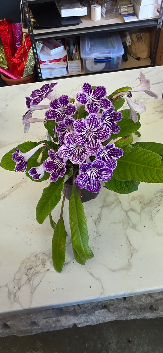Streptocarpus Assorted