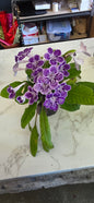 Streptocarpus Assorted