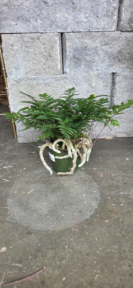Fern 'Rabbits Foot'