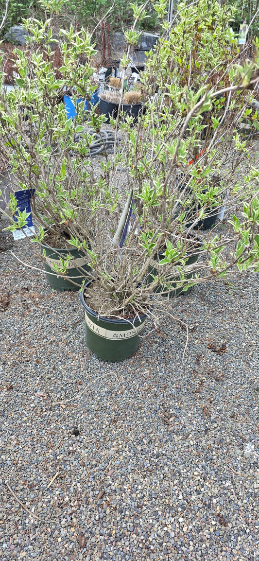 Magical Fantasy Weigela