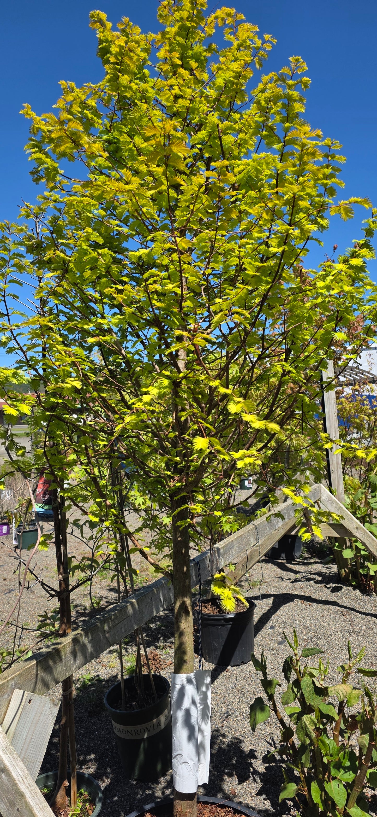 Dawn Redwood 'Soul Fire'