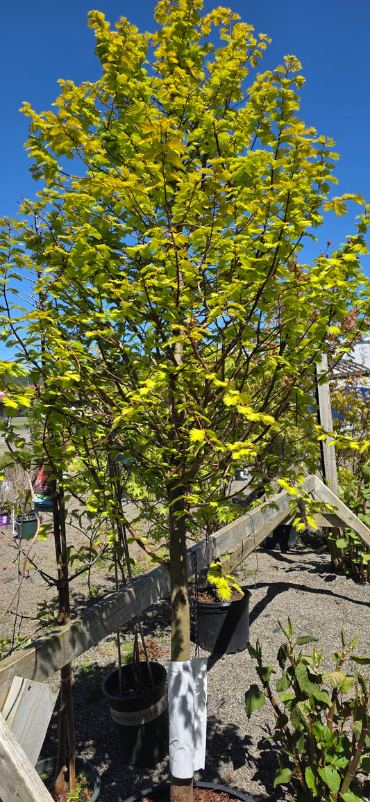 Dawn Redwood 'Soul Fire'
