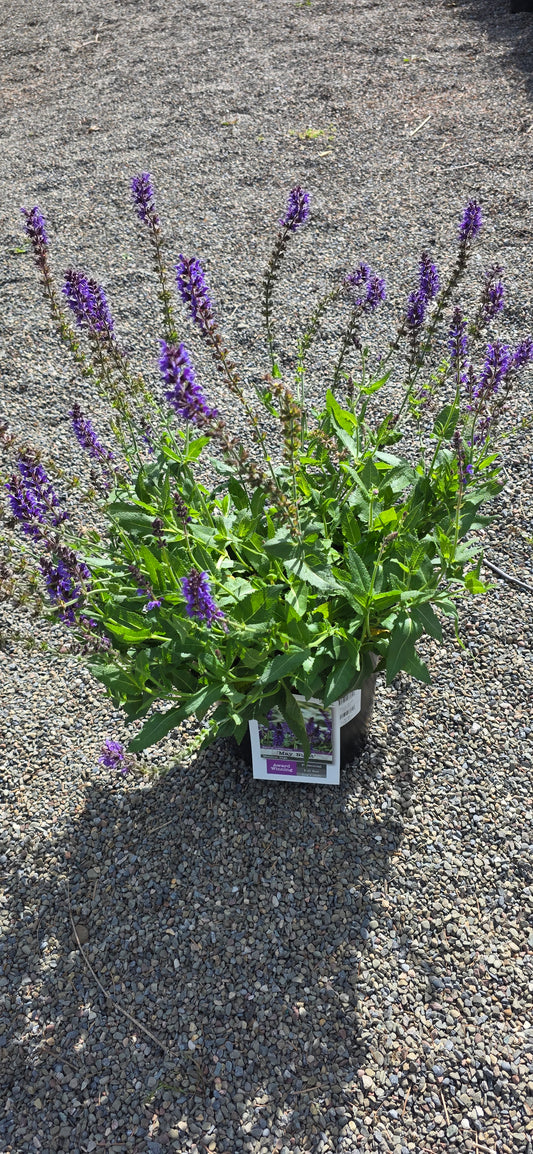 Salvia 'May Night'
