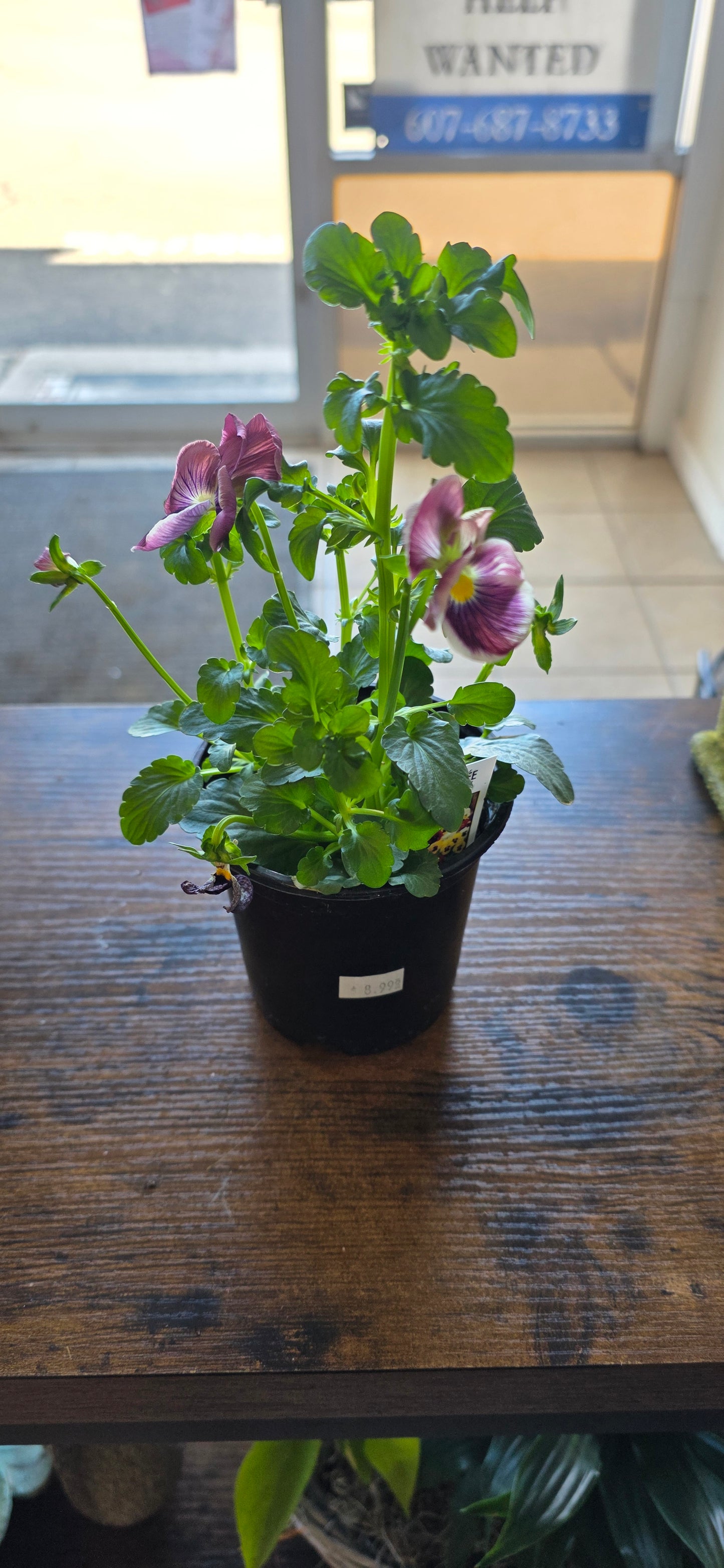 Assorted Pansy
