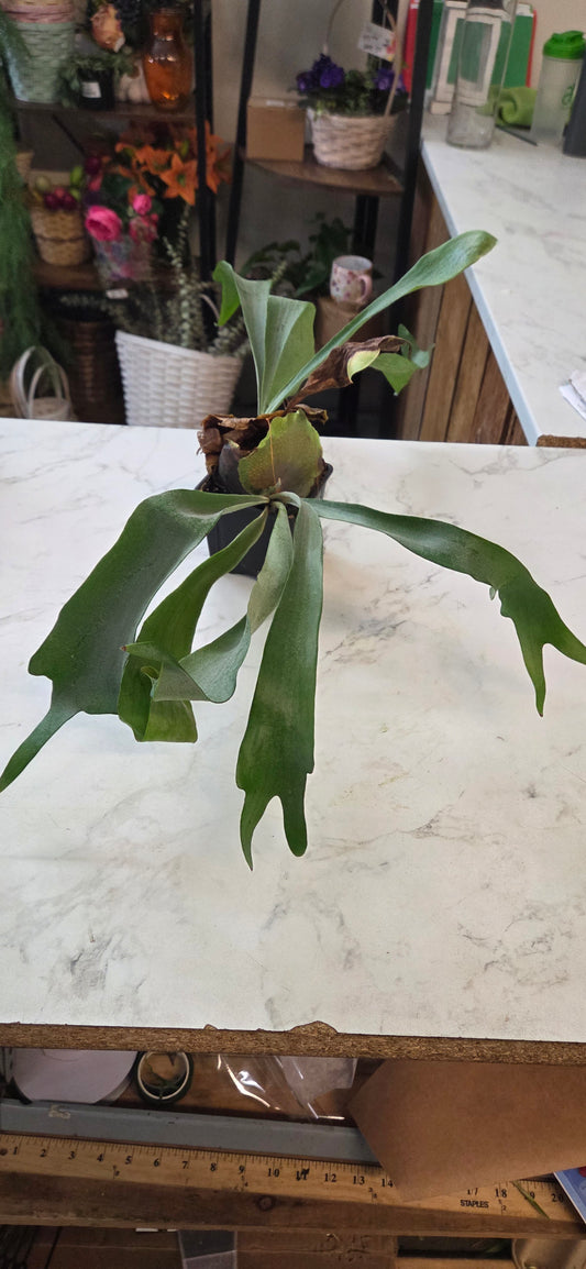 Staghorn Fern