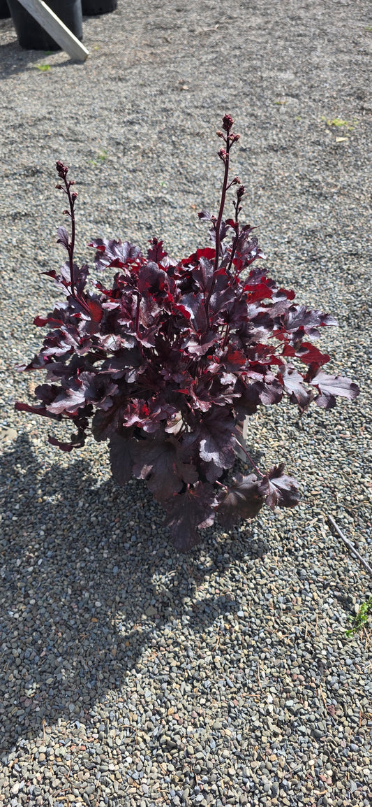 Heuchera 'Berry Marmalade'