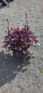 Heuchera 'Berry Marmalade'