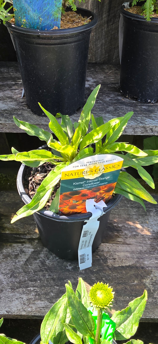 Coneflower 'Intense Orange'