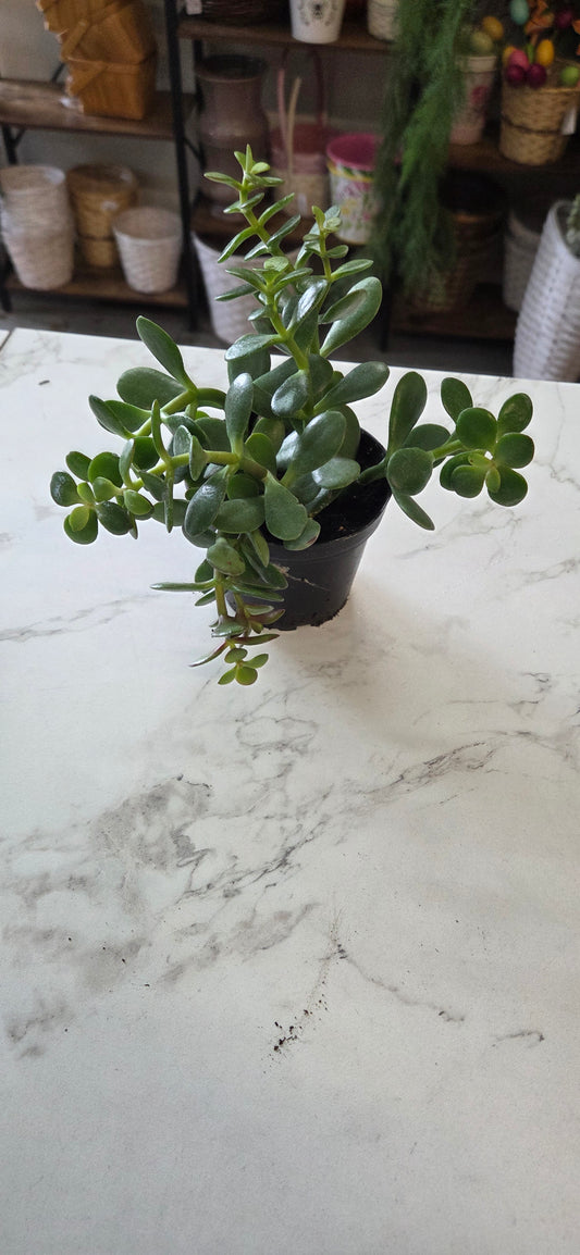 4" Cactus Jade