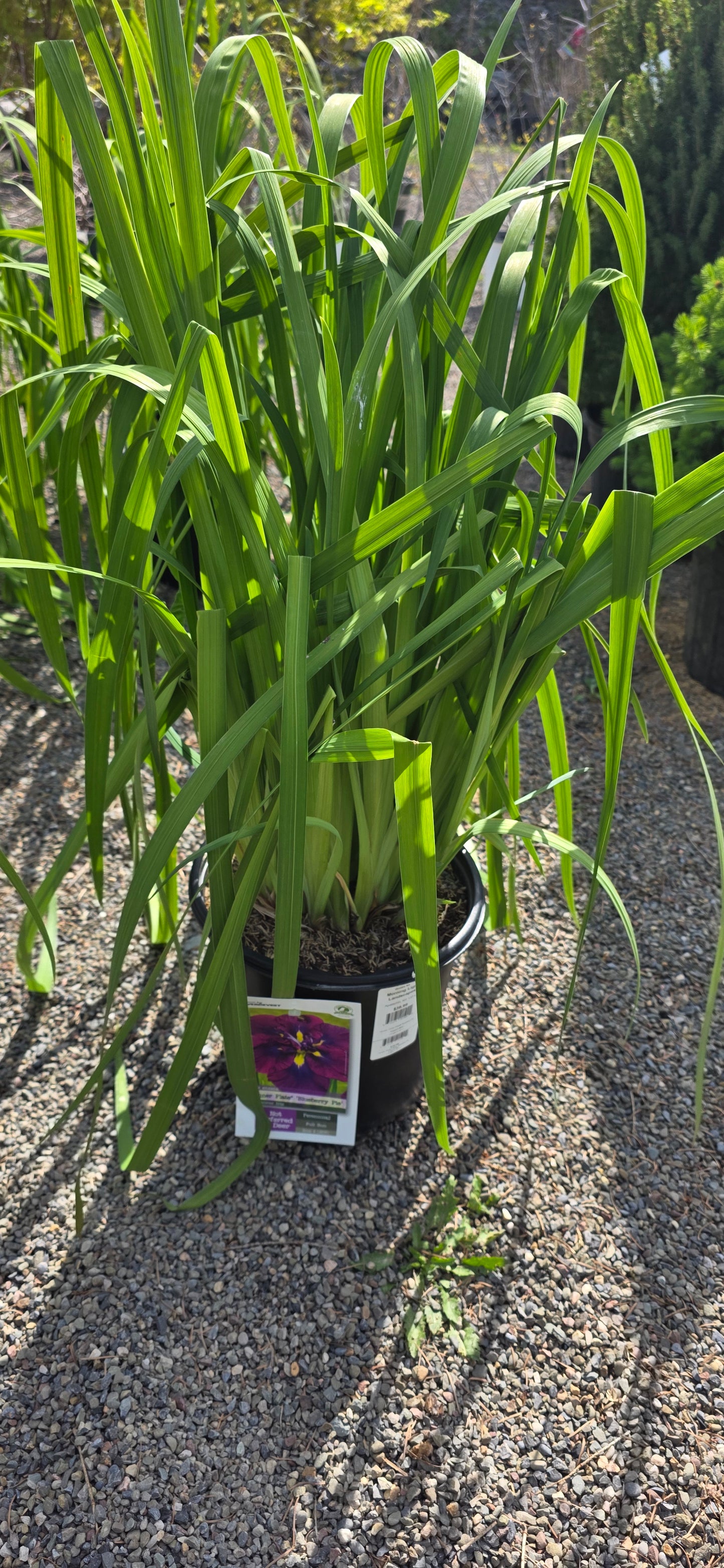 Iris Dinner Plate 'Blueberry Pie'