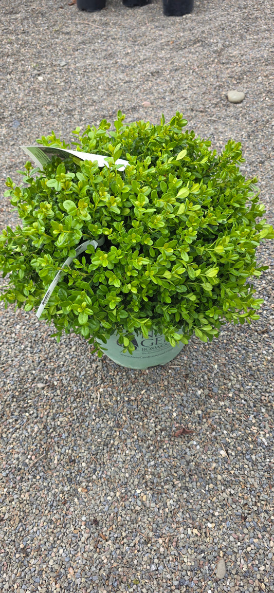 BoxWood 'NewGen Freedom'