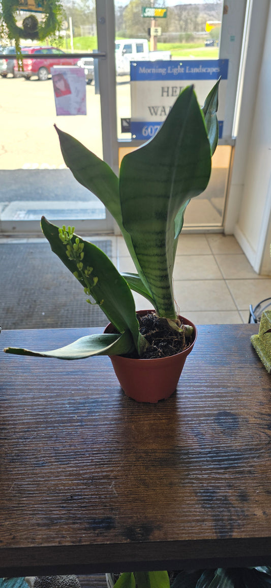 'Moonshine' Snake Plant