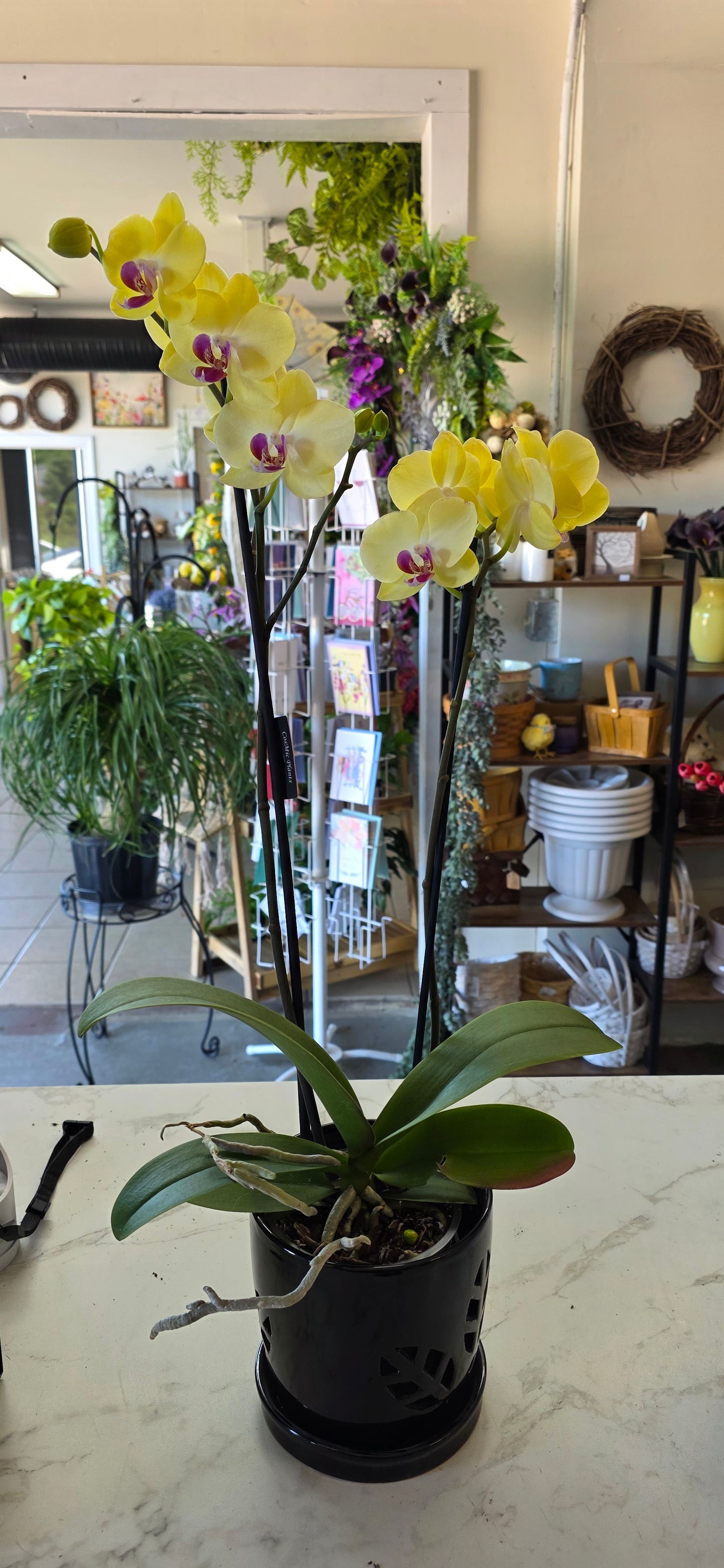 Orchid Double Bloom