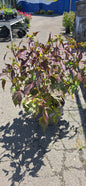 Rose of Sharon 'Head Over Heels Adore'