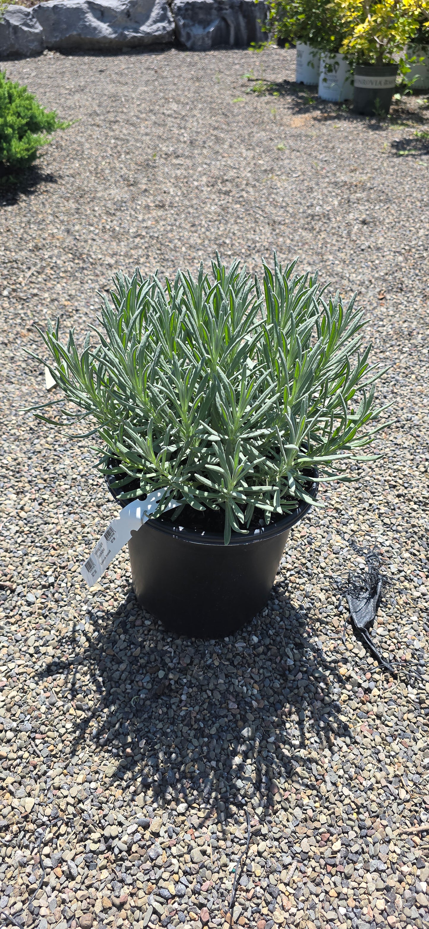 Lavender 'Sensational'