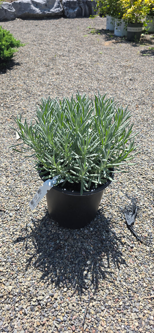 Lavender 'Sensational'