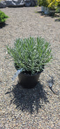 Lavender 'Sensational'