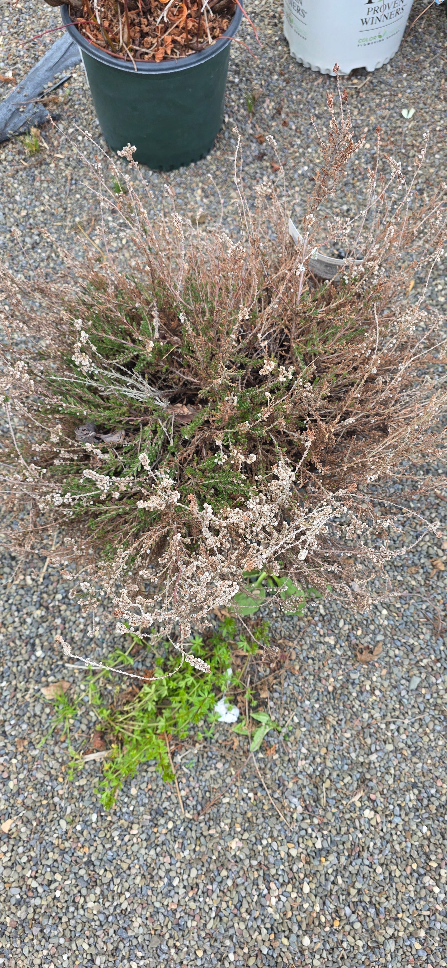 Scotoch Heather 'H.E Beale'