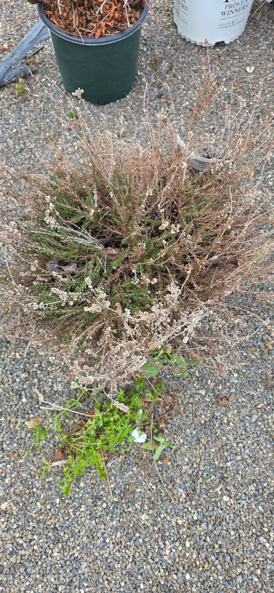 Scotoch Heather 'H.E Beale'