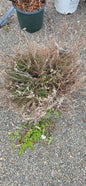 Scotoch Heather 'H.E Beale'
